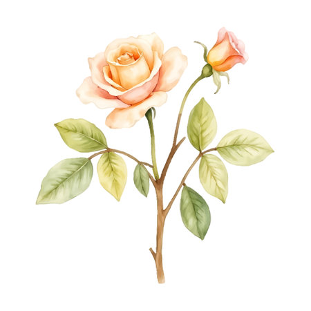 A delicate watercolor painting showcases a peach-colored rose stem, featuring two blossoms and several vibrant green leaves, isolated against a clean white background.のイラスト素材