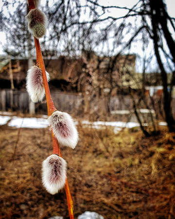 Willowの写真素材