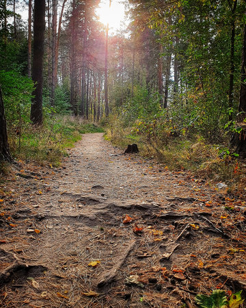 Forest road