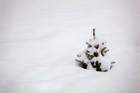 A small fir tree in the snowの写真素材