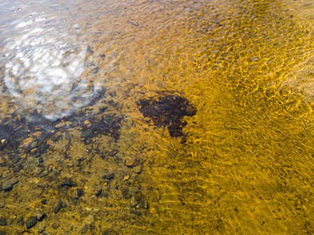 Worms floating in the water in a forest river with yellow sand and stones. Horizontal.の写真素材