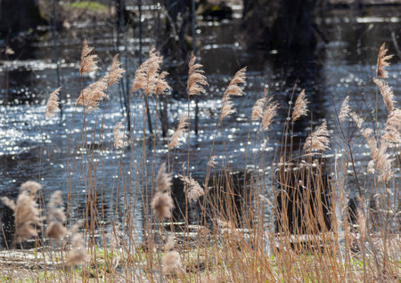 A forest river and tall dry grass. Bare trees and blue spring sky on a sunny day.