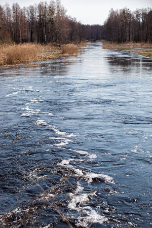 The forest river has gone out of its banks between the trees. Bare trees and blue spring skies on a...