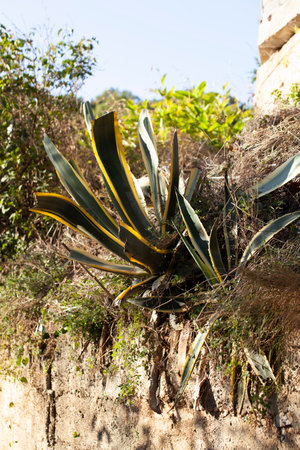 Agave plant on a mountain in the grass in Montenegro. Budva. Seoceの写真素材