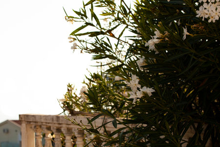 Delicate white poison oleander with green leaves with glimpses of sunlight. Summer. Montenegro....