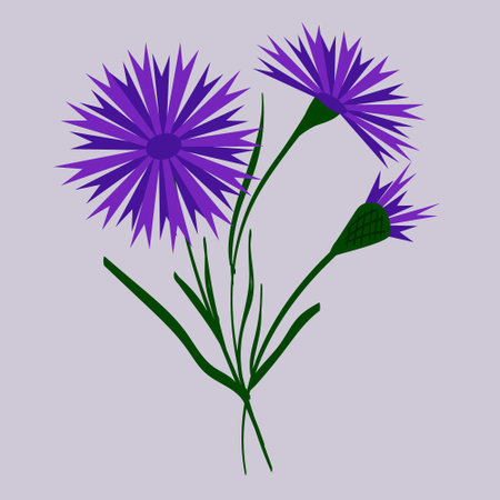 Bouquet of blue field cornflowers. Beautiful flower with buds. Vector illustration. Belarus style. For design, prints and postcards.のイラスト素材