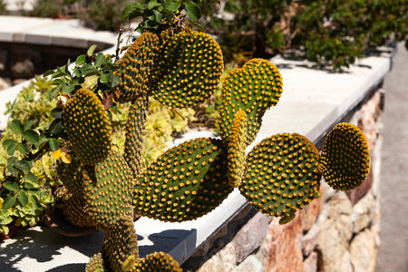A green flat cactus with down instead of prickles. A southern plant on a sunny day. Horizontal. Photo in high qualityの写真素材