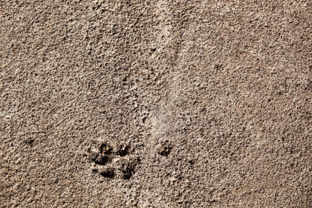 Concrete asphalt with a dog's paw print. Texture. Background for notes. Bannerの写真素材