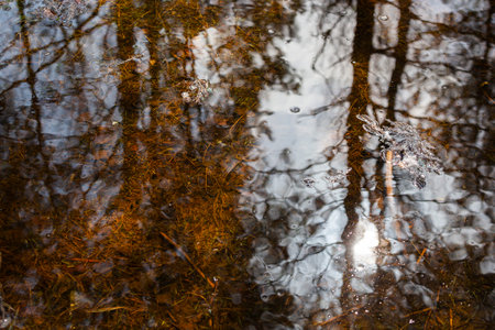 Reflection of trees in a puddle in the forest. You can see the reflection of trees in the water, as...