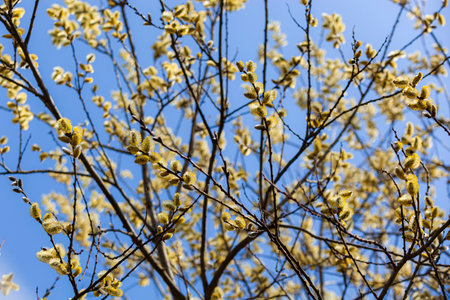 Willow branches with fluffy earrings against the blue sky. The photo conveys the atmosphere of...
