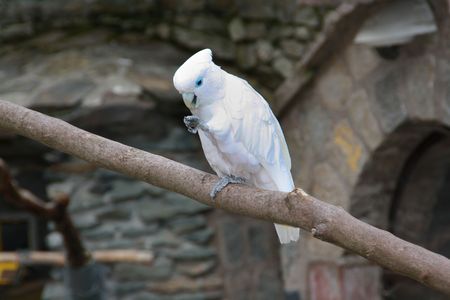 singing cockatooの写真素材