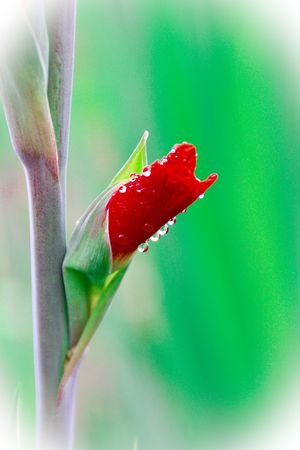 gladiolous after rainy dayの写真素材