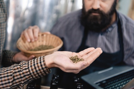 Brewmaster checks quality of beer hops at brewery. Process of beer manufacturing. Brewery. Beer crafting. Process of beer manufacturing.の写真素材