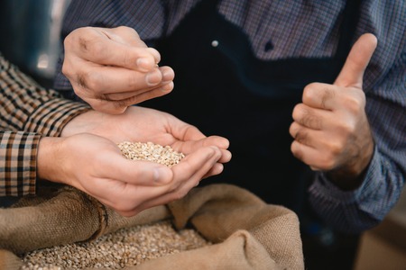 Male hands take armful of barley from bag. Quality control of barley for beer production. Brewing....