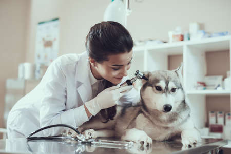 The dog lies quietly on table while examining it.の写真素材
