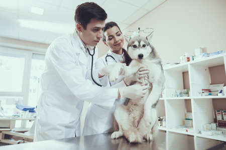 Veterinarians examine the dog in the clinic.の写真素材