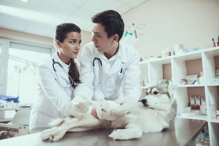 Veterinarians put a bandage on a sore dog paw.の写真素材