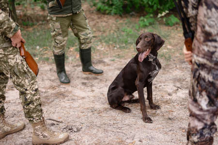 Dog is Sitting among Hunters in Summer Woods.の写真素材