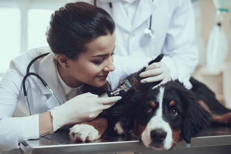 The dog lies on the table and while veterinarian.の写真素材