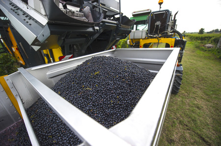 Mechanical harvesting of grapes in the vineyard