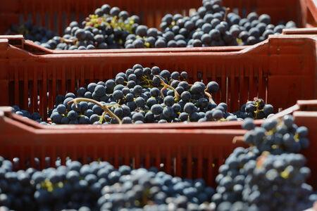 Bunch of red grapes in boxの写真素材