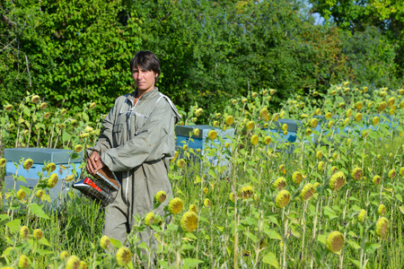 Bee Keeper Working with Bee Hives in a sunflower fieldの写真素材