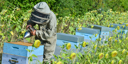 Bee Keeper Working with Bee Hives in a sunflower field