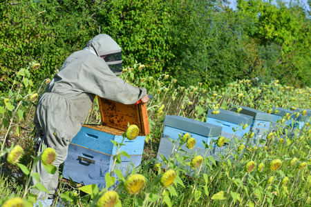 Bee Keeper Working with Bee Hives in a sunflower field