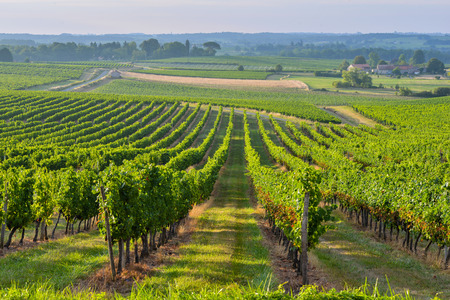 Vineyard Sunrise - Bordeaux Vineyard 