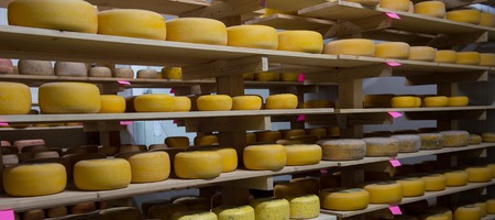 Refining cheese on wooden shelvesの写真素材