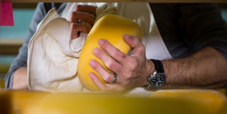 Cheese maker cleaning cheeses in his workshop