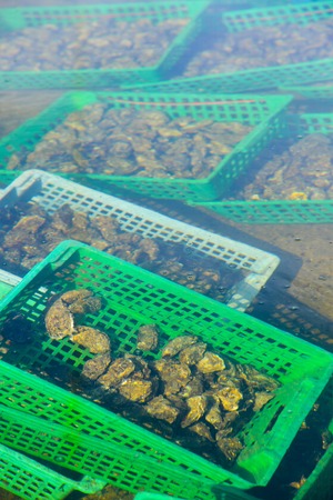 Growing oysters at low tide at the port of Arcachon, Franceの写真素材