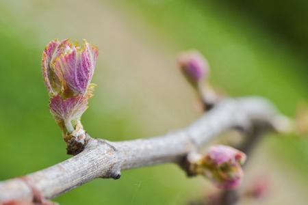 New growth budding out from grapevine Vineyard.の写真素材