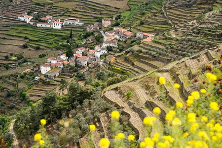 Vineyard hills in the river Douro valley, Portugal, Europeの写真素材