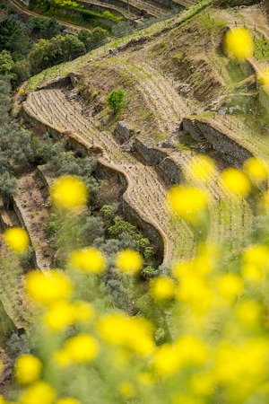 Vineyard hills in the river Douro valley, Portugal, Europeの写真素材