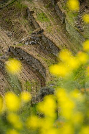 Vineyard hills in the river Douro valley, Portugal, Europeの写真素材