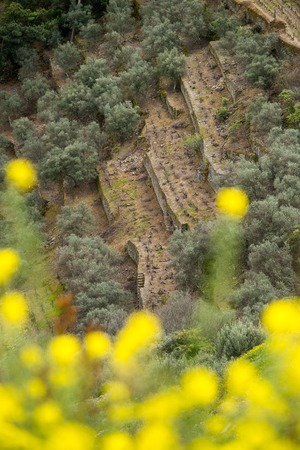 Vineyard hills in the river Douro valley, Portugal, Europeの写真素材