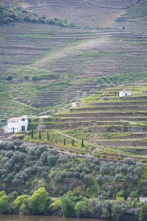 Vineyard hills in the river Douro valley, Portugal, Europeの写真素材
