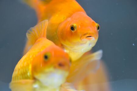 Goldfish in aquarium isolated on white backgroundの写真素材