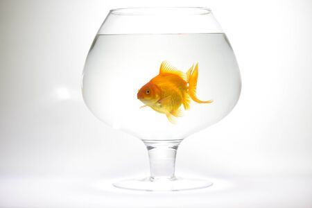 Goldfish in aquarium isolated on white backgroundの写真素材