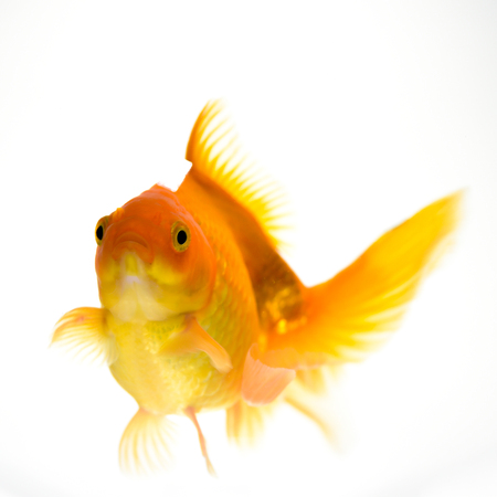Goldfish in aquarium isolated on white backgroundの写真素材