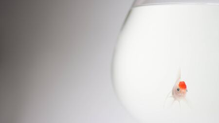 Goldfish in aquarium isolated on white backgroundの写真素材