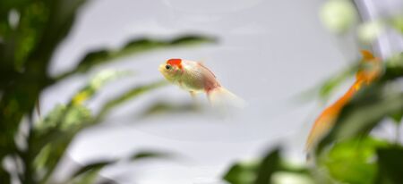Goldfish in aquarium isolated on white backgroundの写真素材