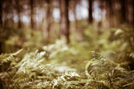 Green Fern Leaves Background Forest Landes Franceの写真素材
