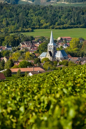 Champagne vineyards in the Cote des Bar area of the Aube department near to Les Riceys, Champagne-Ardennes, France, Europeの写真素材