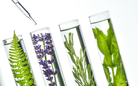 Laboratory, Fern, lavender, rosemary and mint in test tubes Biochimicの写真素材
