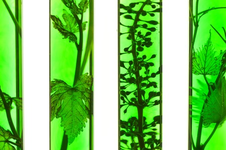 Oenology, young vine shoots in red test tubes, Research Laboratory Biological