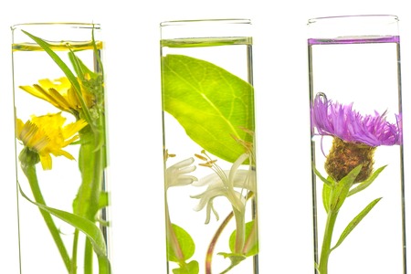 Laboratory, Pink, honeysuckle, thistle and dandelion in test tubesの写真素材