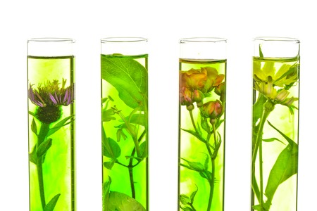 Laboratory, Pink, honeysuckle, thistle and dandelion in test tubesの写真素材