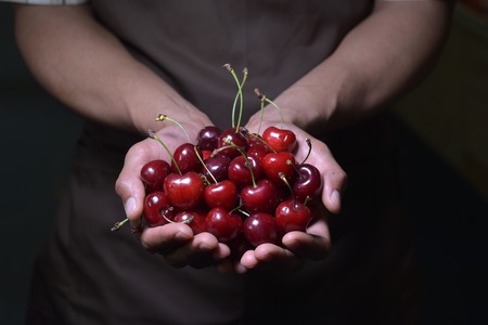 Sweet cherries in man hands, apron brownの写真素材